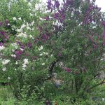 Atelier "Bouturer les lilas et autres essences"