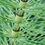 Atelier "Traitements naturels du jardin"