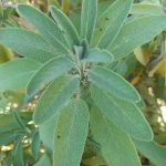 Atelier "Plantes pour les maux des femmes" - octobre rose